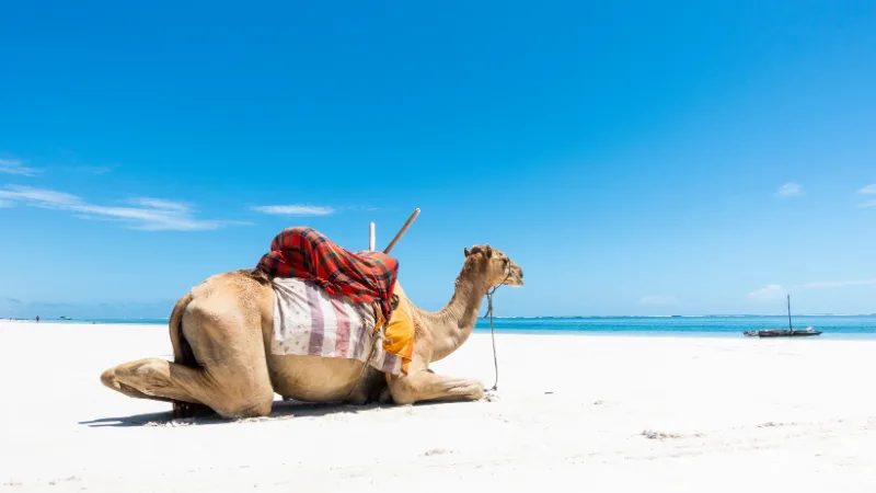 Diani Beach white sand and turquoise waters Kenya coast