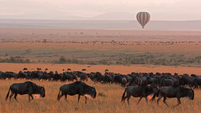 Great Migration wildebeest crossing in Masai Mara Kenya
