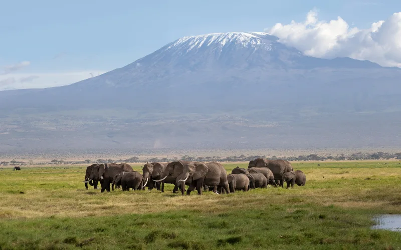 Elephants walking across Amboseli National Park with Mount Kilimanjaro in the background