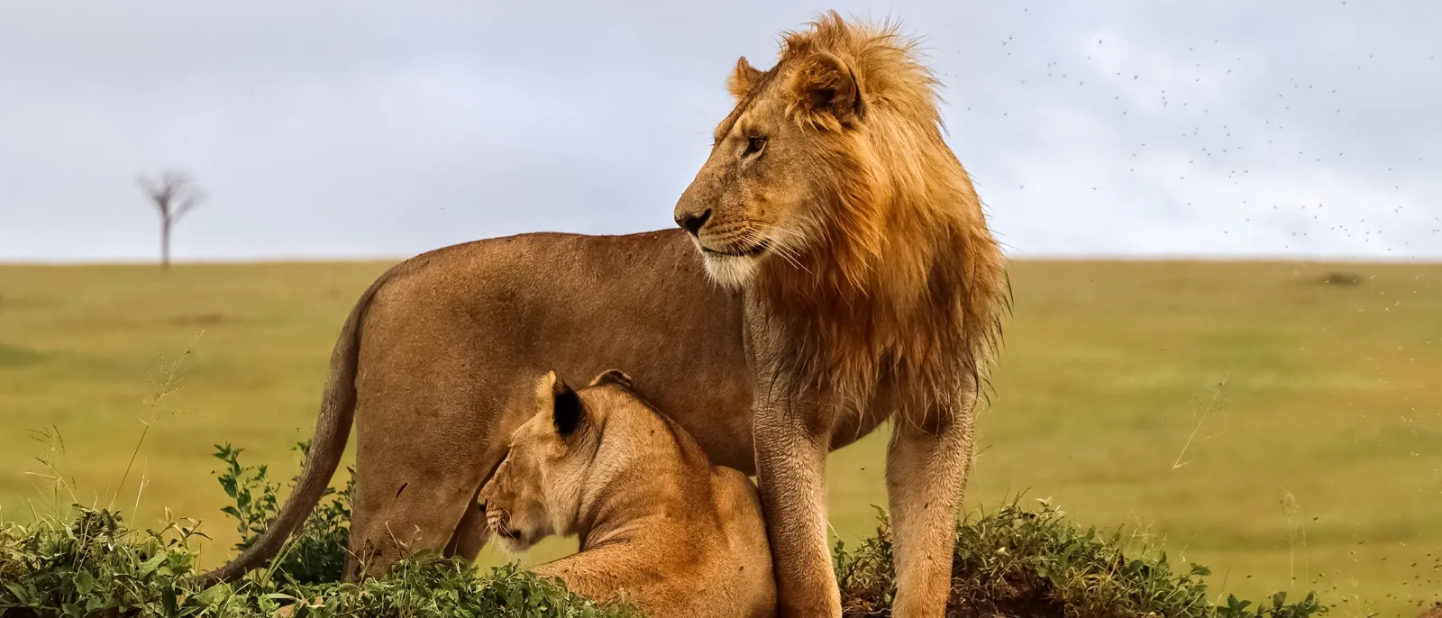 Male lion resting in the Masai Mara during Kenya safari tour