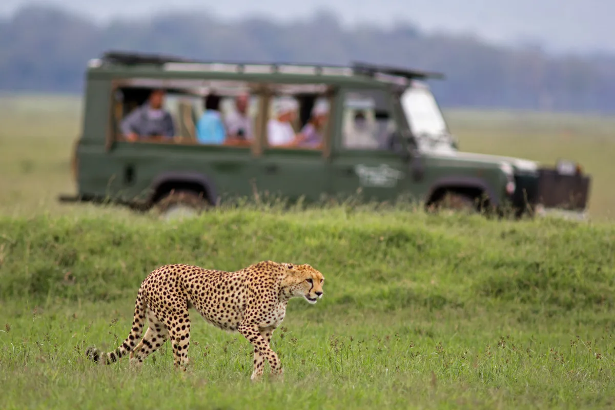 Safari vehicle with travellers observing a cheetah on a Kenya game drive