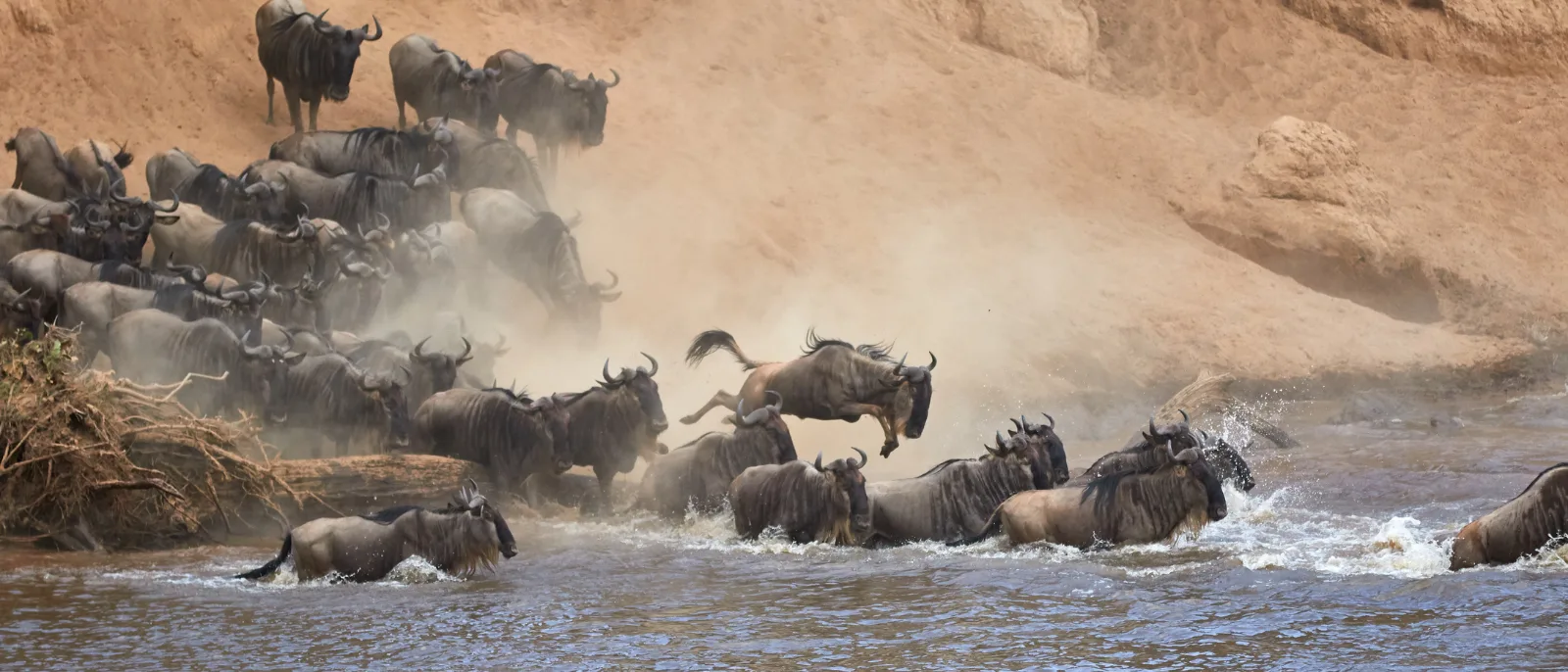 Wildebeest crossing the Mara River during the Great Migration in Kenya