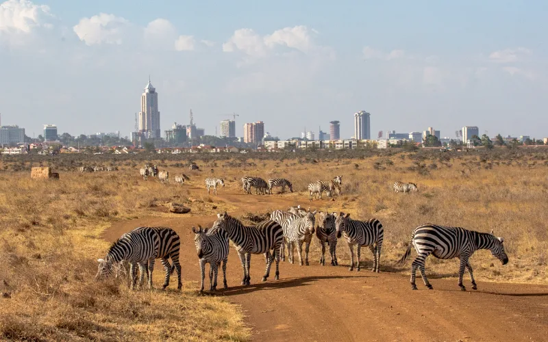 Wildlife in Nairobi National Park with the Nairobi city skyline