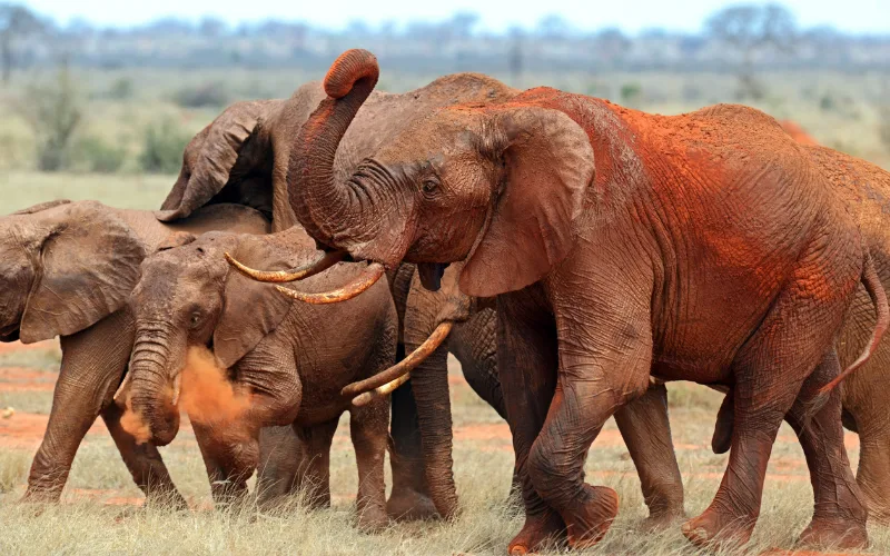 Red elephants crossing the savanna in Tsavo National Park Kenya